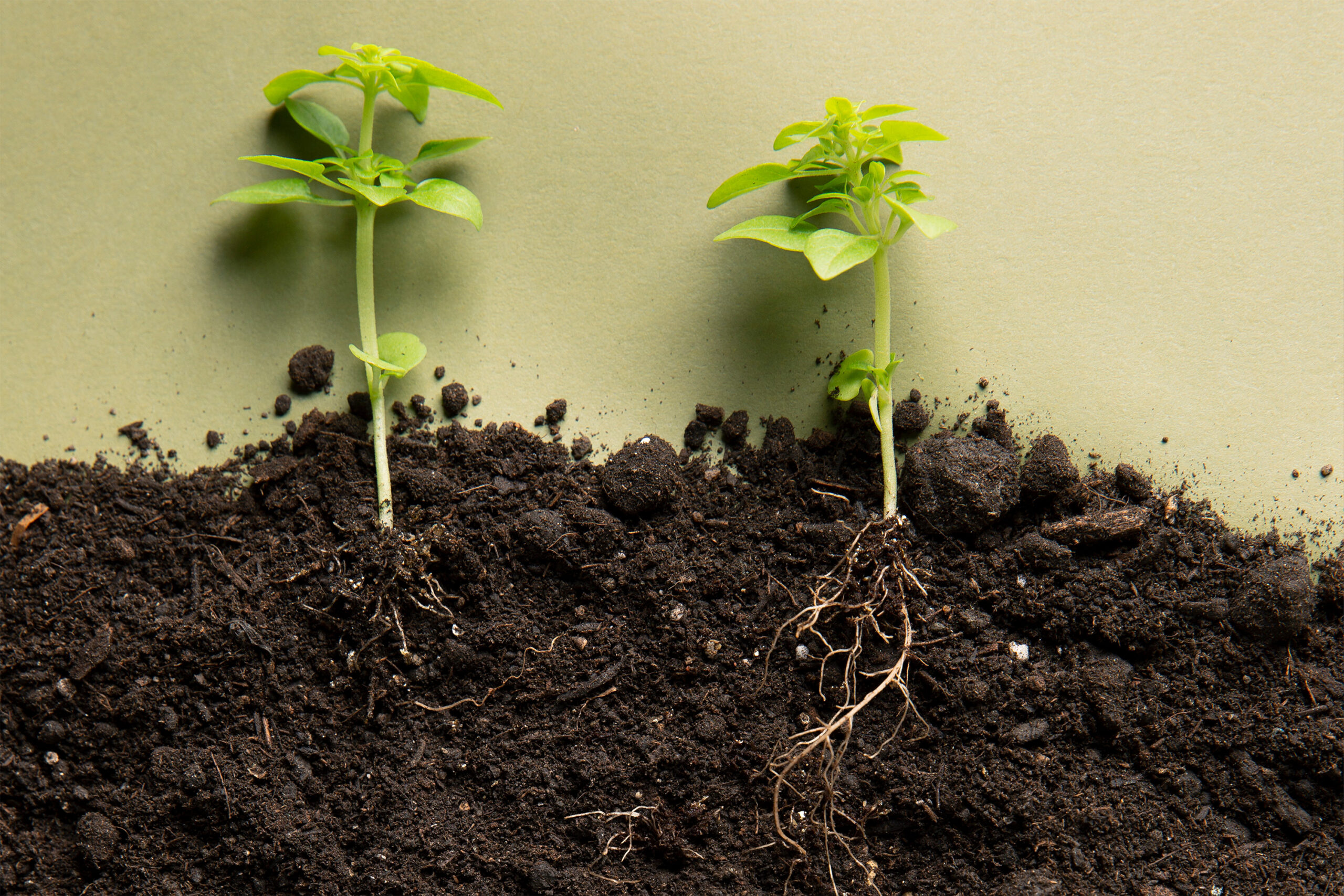 Pflügen mit Zwischenfruchteinssat in OWL durch Marten & Teune